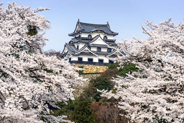 Hikone slott våren — Stockfoto