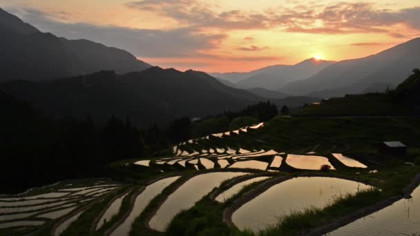 Terrasses de riz au Japon — Video