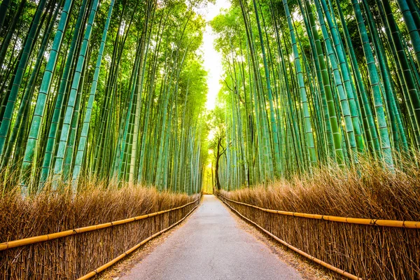 京都の竹の森 — ストック写真