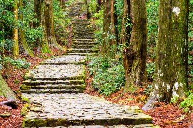 Kumano Kodo Patikası