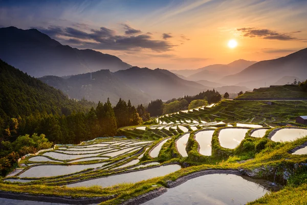 Terrasses de riz au coucher du soleil — Photo