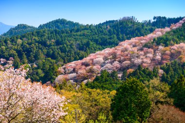 Yoshinoyama Spring Landscape clipart