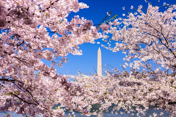 Monumento a Washington en primavera —  Fotos de Stock