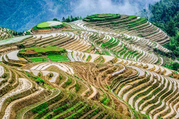 Reisterrassen in China — Stockfoto