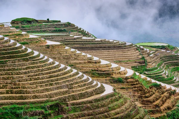 Chinese Rice Terraces — Stock Photo, Image