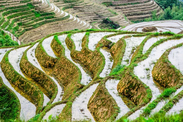 Китайские рисовые террасы — стоковое фото