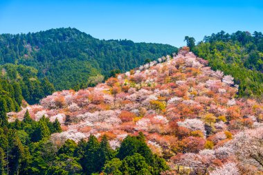 Yoshinoyama, Japonya bahar