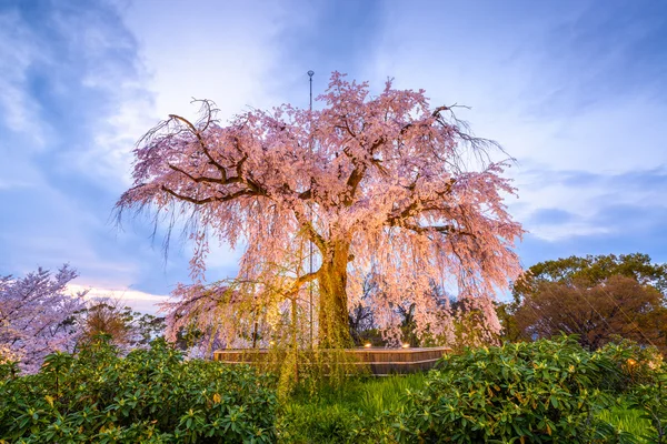 Maruyama Park under våren — Stockfoto