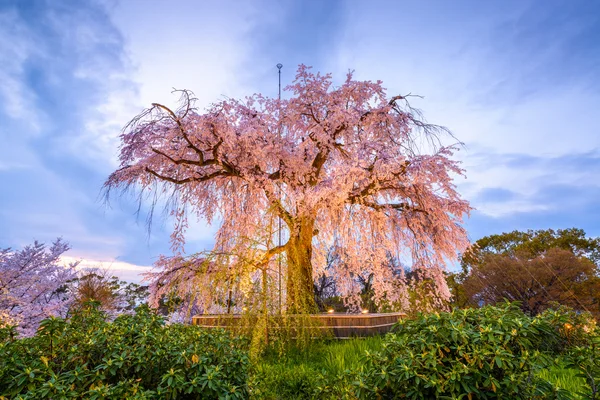 Maruyama Park na jaře — Stock fotografie