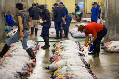 tsukiji balık pazarı