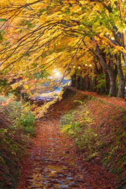 Akçaağaç koridor Kawaguchi göl ve Mt. Fuji, Japonya sonbahar sırasında yakın.