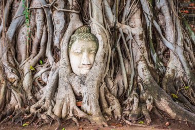 Banyan Ağaç kökleri Wat Mahathat Ayutthaya, Tayland, Buda'nın kafasından.