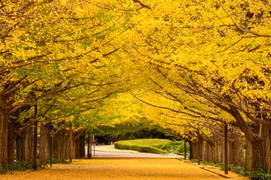 Sonbahar Park Tokyo