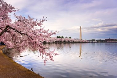 Washington Dc bahar