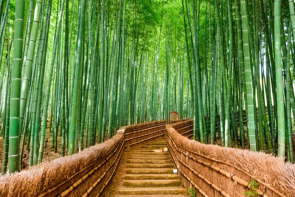 Kyoto, Japão floresta de bambu — Fotografia de Stock