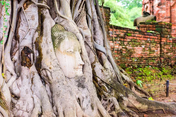 Buddha fej Thaiföldön — Stock Fotó