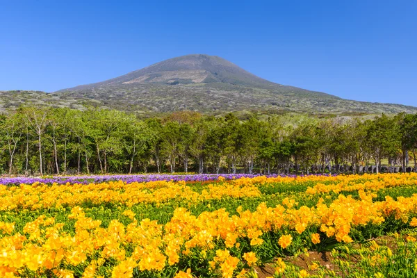 Primavera no Japão — Fotografia de Stock