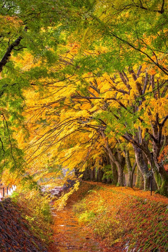 Maple Corridor Of Japan Stock Photo Image By C Sepavone Maple Corridor Of Japan Stock Photo Image By C Sepavone