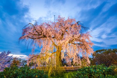 Kyoto bahar Parkı