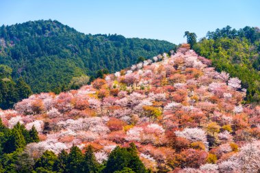 Yoshinoyama, Nara, Japonya