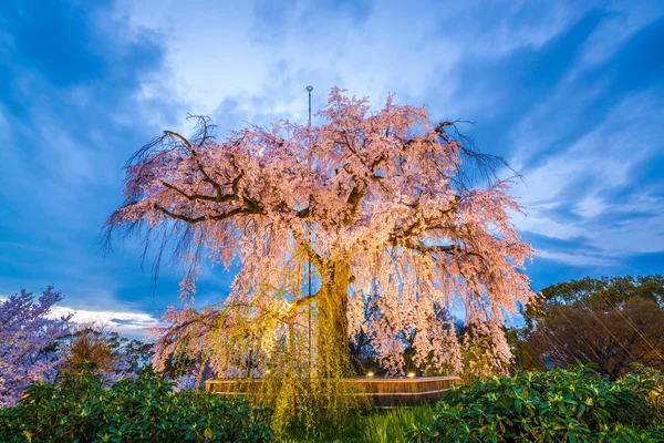 Kyoto primavera Park — Foto de Stock