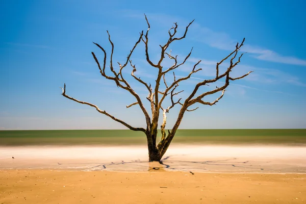 Edisto Island South Carolina — Stock Photo, Image