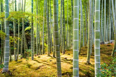 Kyoto Bamboo Forest clipart