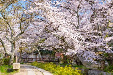 Felsefe yürüyüş Kyoto