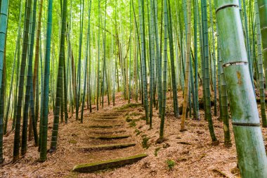 Kyoto Bambu Ormanı