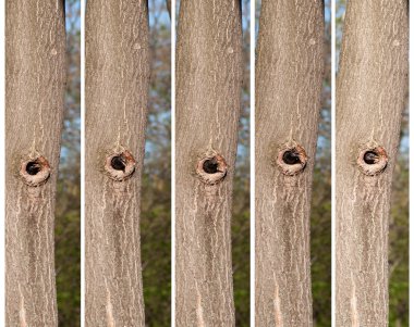 Boş dışında arayan kuşlar