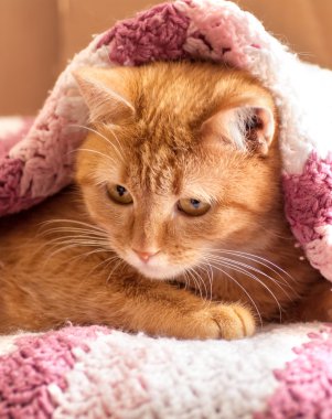 pembe bir halı üzerinde kırmızı kedi