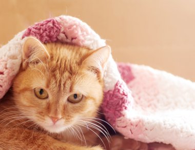 pembe bir halı üzerinde kırmızı kedi