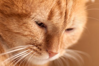 Zencefil kedi closeup