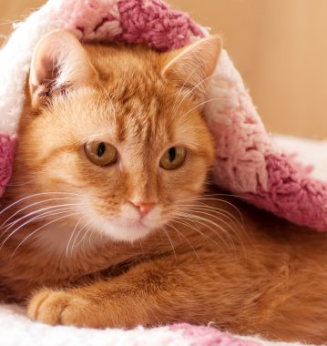 pembe bir halı üzerinde kırmızı kedi
