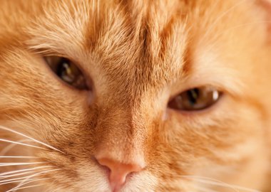 Zencefil kedi closeup