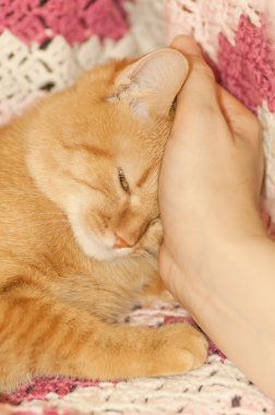 Kadın başkanı kedi tırmalamak