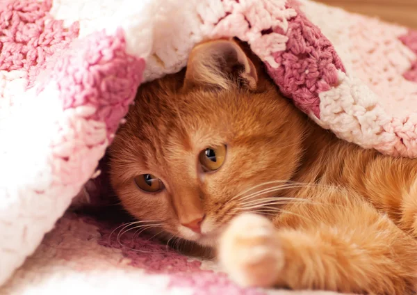 Gato vermelho em um tapete rosa — Fotografia de Stock