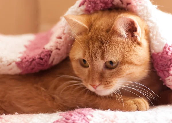 Gato vermelho em um tapete rosa — Fotografia de Stock