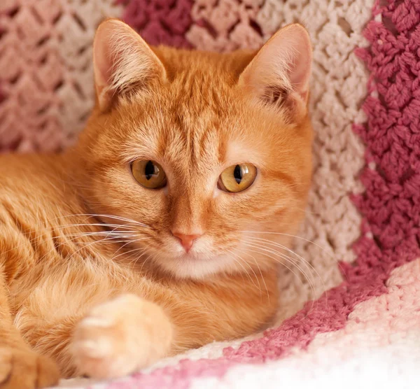 Pembe bir halı üzerinde kırmızı kedi — Stok fotoğraf