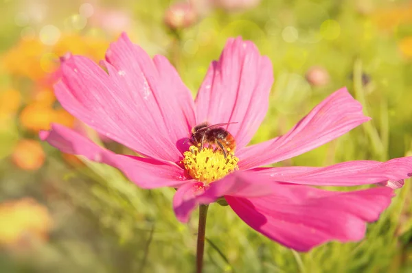 Пурпурный цветок Космоса с пчелой — стоковое фото