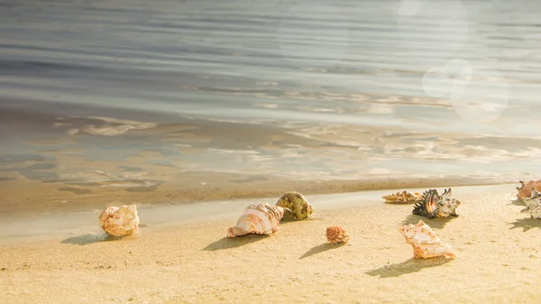 Coquillages sur la plage de sable — Photo