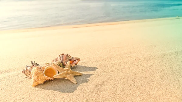 Conchas na praia de areia — Fotografia de Stock