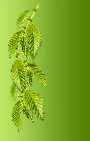 Зеленая веточка с листьями — стоковое фото