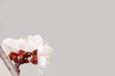 kiraz ağacı çiçek