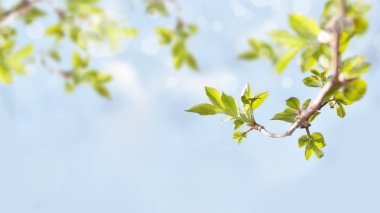 dallar yeşil yaprakları ile 