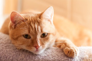 Kırmızı kedi yalan 