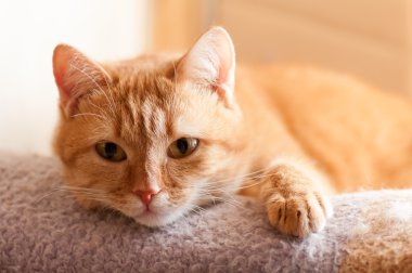 Kırmızı kedi yalan 