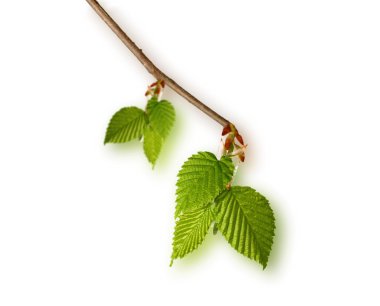 Genç huş ağacı yaprakları 