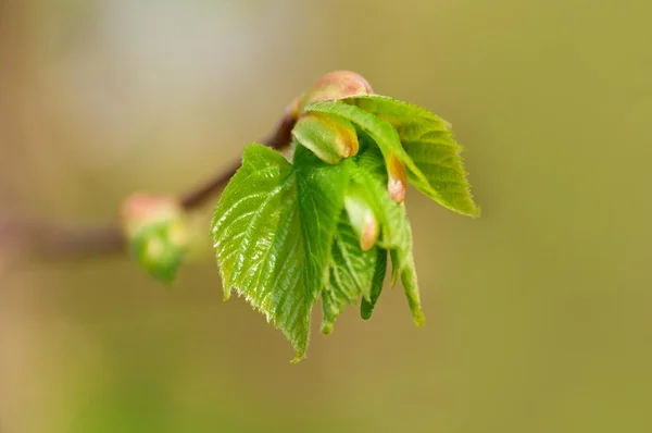 Daun muda di musim semi pada cabang — Stok Foto