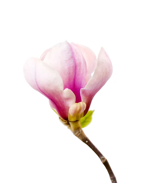 Flower tree Magnolia — Stock Photo, Image